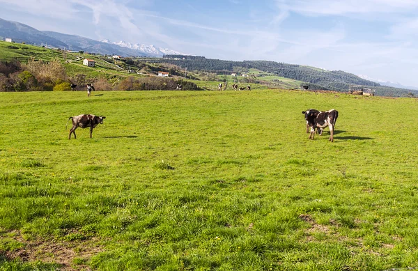 Koeien grazzinglas vacas grazzing — Stockfoto