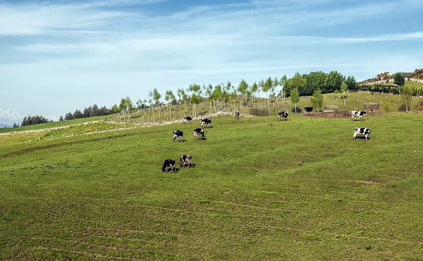 Koeien grazzinglas vacas grazzing — Stockfoto