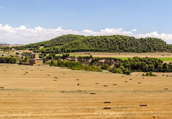 Campo de trigo — Fotografia de Stock