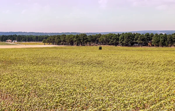 Sunflowers fields — Stock Photo, Image