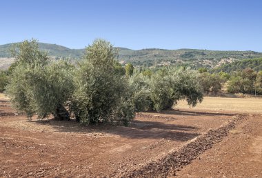Zeytin alanları
