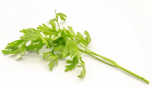 Bouquet of parsley — Stock Photo, Image