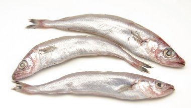 Fresh whiting clipart