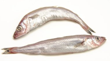 taze mezgit