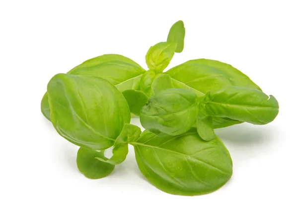 Basil leaves — Stock Photo, Image