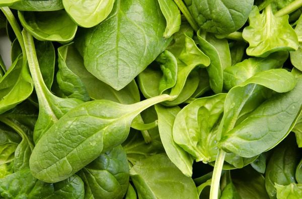 Spinach — Stock Photo, Image