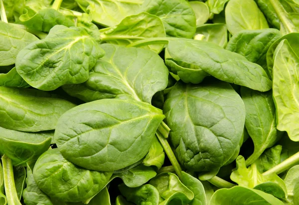 Spinach leaves — Stock Photo, Image