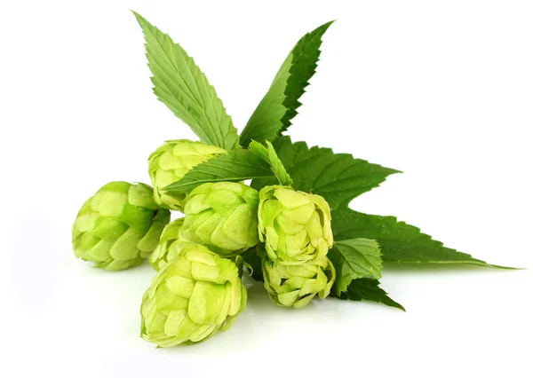 Hops isolated on a white background — Stock Photo, Image