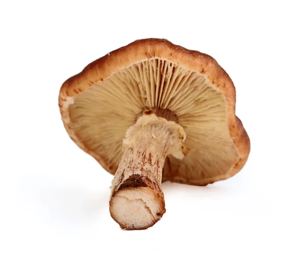 Mushroom lying — Stock Photo, Image