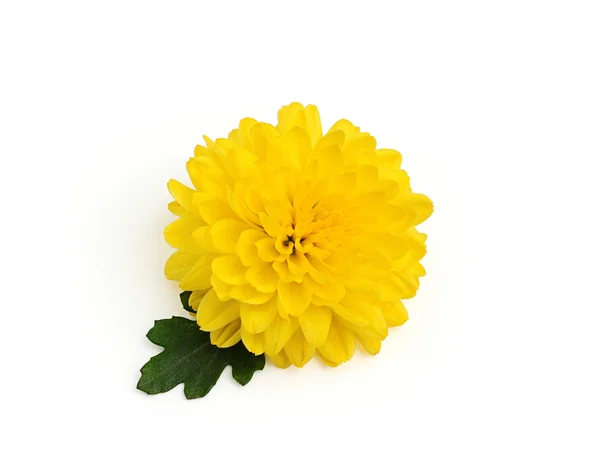 Yellow chrysanthemum flower with leaf — Stock Photo, Image