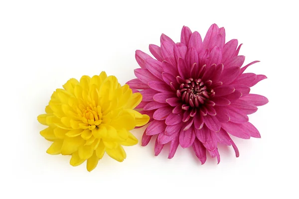 Flor de crisantemo amarillo y rosa aislada sobre fondo blanco —  Fotos de Stock