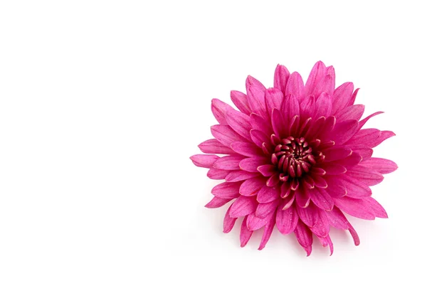 Pink chrysanthemum flower isolated on white background — Stock Photo, Image