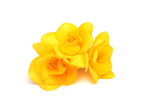 Três flores de freesia amarela . — Fotografia de Stock