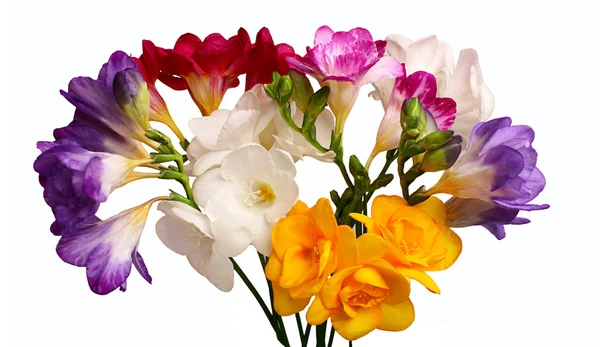 Bouquet di fresia isolato su fondo bianco — Foto Stock
