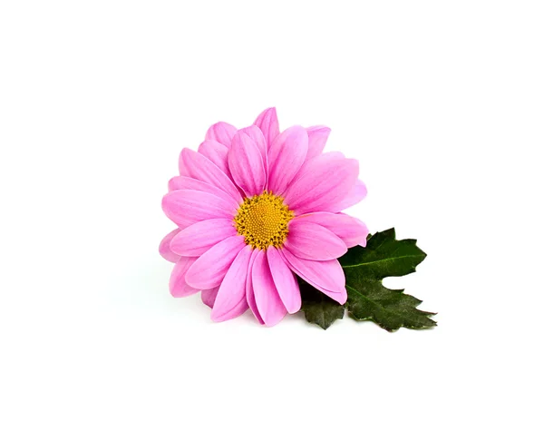 Rosa chrysanthemum på en gren — Stockfoto