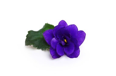 Menekşe çiçek yaprak