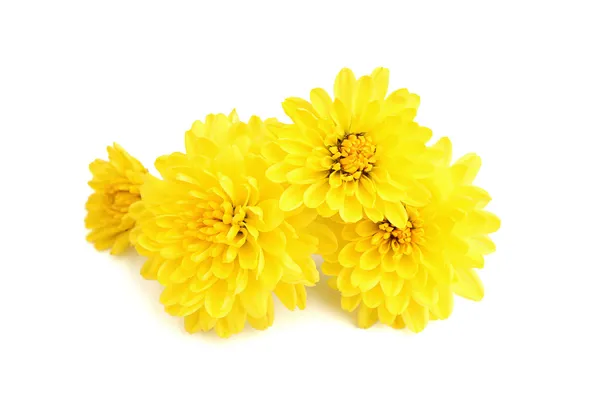 Flores de crisântemo amarelo Fotografias De Stock Royalty-Free