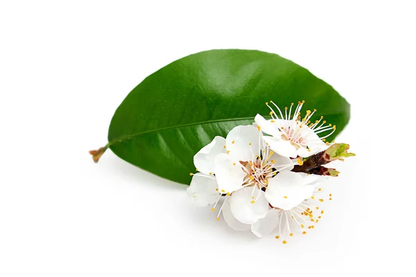 Albaricoque en flor de ramita . —  Fotos de Stock