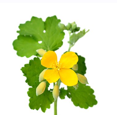 kırlangıçotu çiçek yaprakları ile.