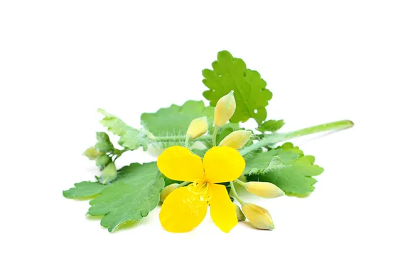 Celandine flowers with leaves. — Stock Photo, Image