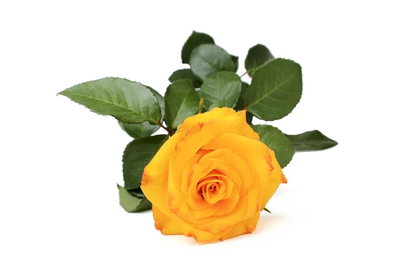 Beautiful yellow Rose. — Stock Photo, Image