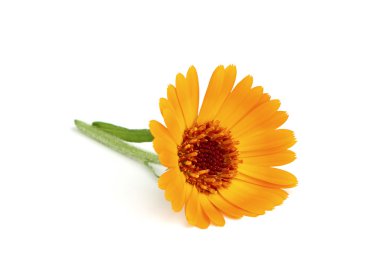 bir kök ile sarı kadife çiçeği çiçek.