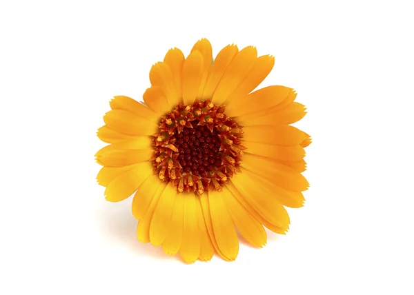 Yellow marigold flower close-up. — Stock Photo, Image
