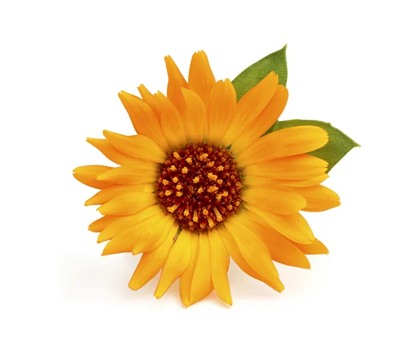 Close-up of calendula flower with leaves. — Stock Photo, Image