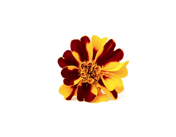 Marigold. — Stock Photo, Image