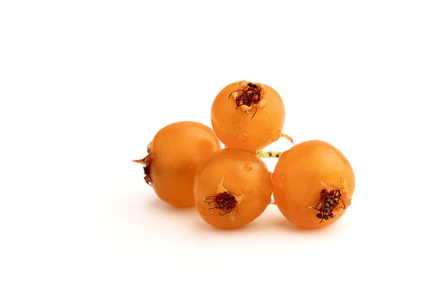 Orange berries of hawthorn. — Stock Photo, Image