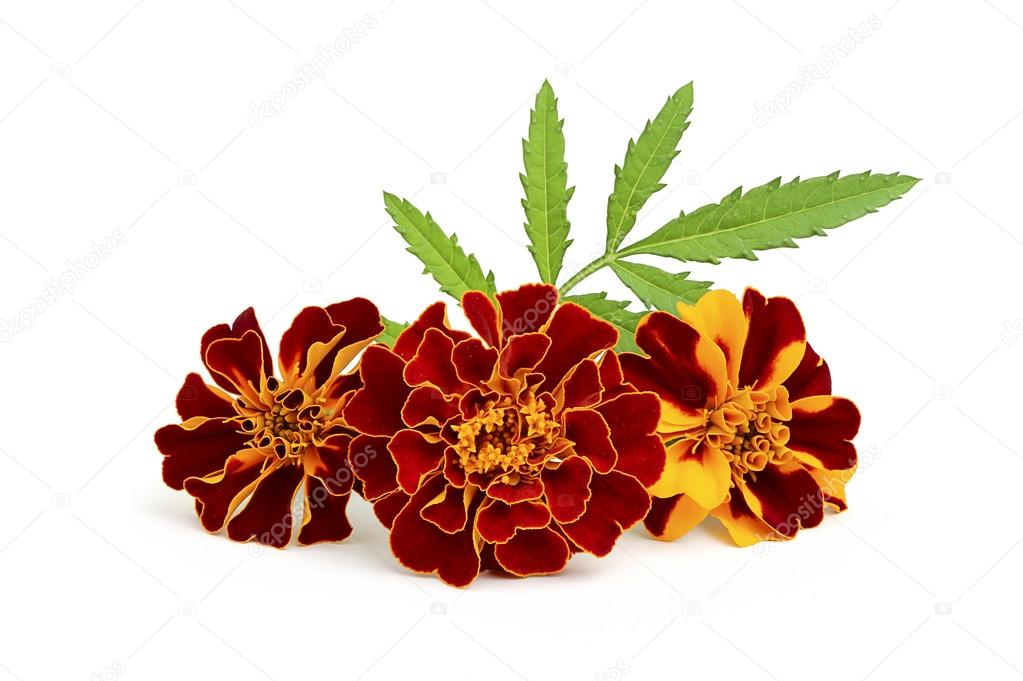Marigold Flowers With Leaves Stock Photo Image By C Osoznanie Jizni Marigold Flowers With Leaves Stock Photo Image By C Osoznanie Jizni