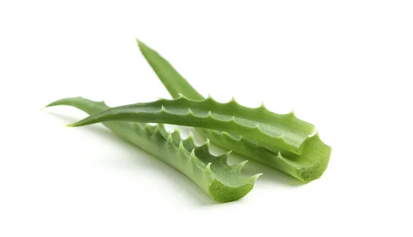 Aloe, foglia fresca . — Foto Stock