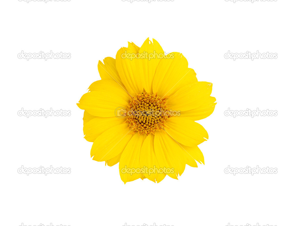 Resultado de imagen para flor amarilla