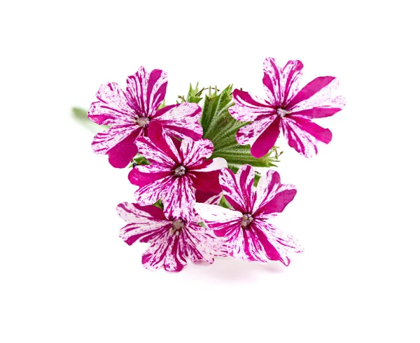 Verbena květina růžová — Stock fotografie