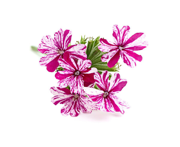 Flower pink verbena