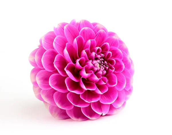 Purple dahlia close-up. — Stock Photo, Image