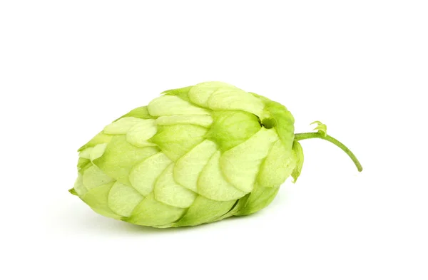 Čerstvý zelený hop. — Stock fotografie