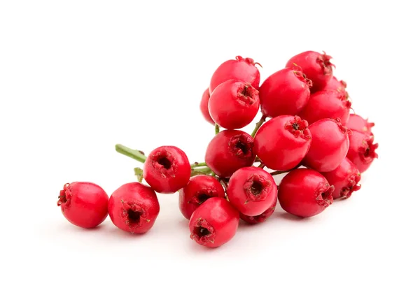 Red hawthorn branch. — Stock Photo, Image