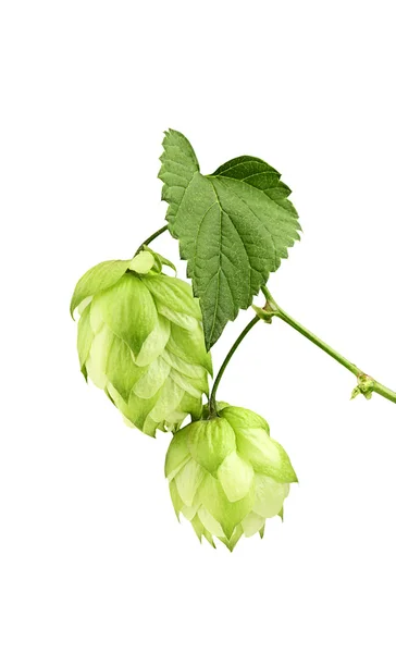 Beautiful green hops branch. — Stock Photo, Image