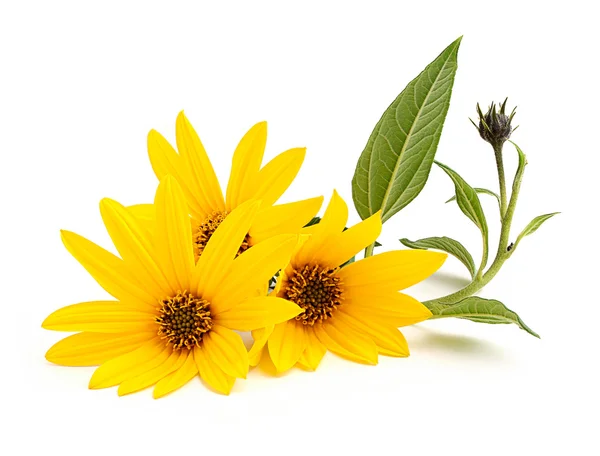 Jerusalem artichoke flowers with leaves. — Stock Photo, Image