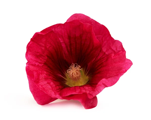 Malva flor vermelha — Fotografia de Stock