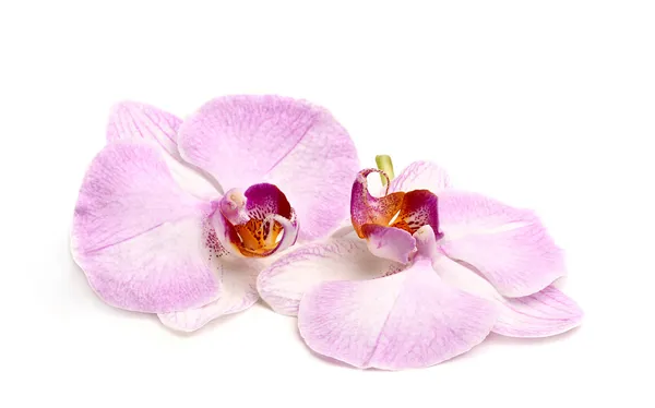 iki orkide çiçek.