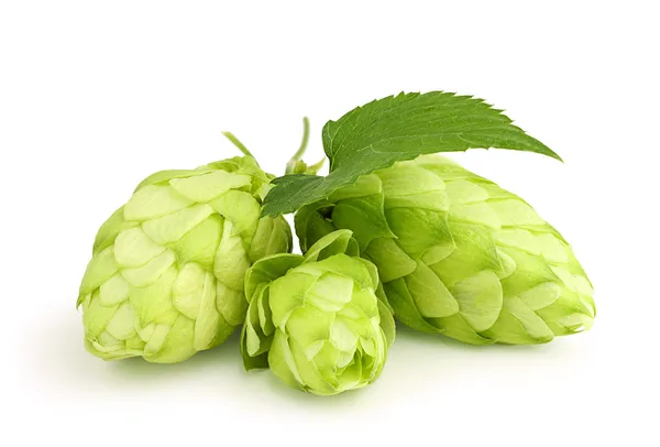 Feuille fraîche de houblon vert  . — Photo