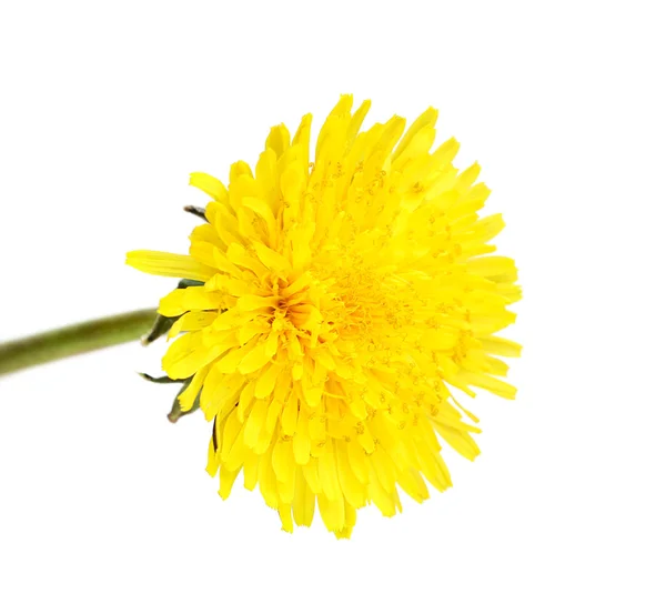 Dandelion flower head close-up. — Stock Photo, Image