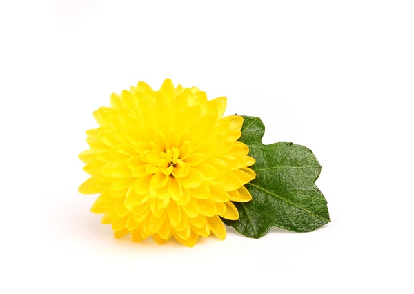 Kleine gelbe Chrysantheme mit Blatt. — Stockfoto