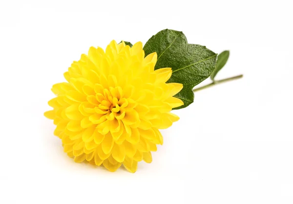 dal küçük sarı krizantem.