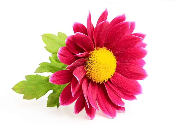 Small pink chrysanthemum close-up. — Stock Photo, Image