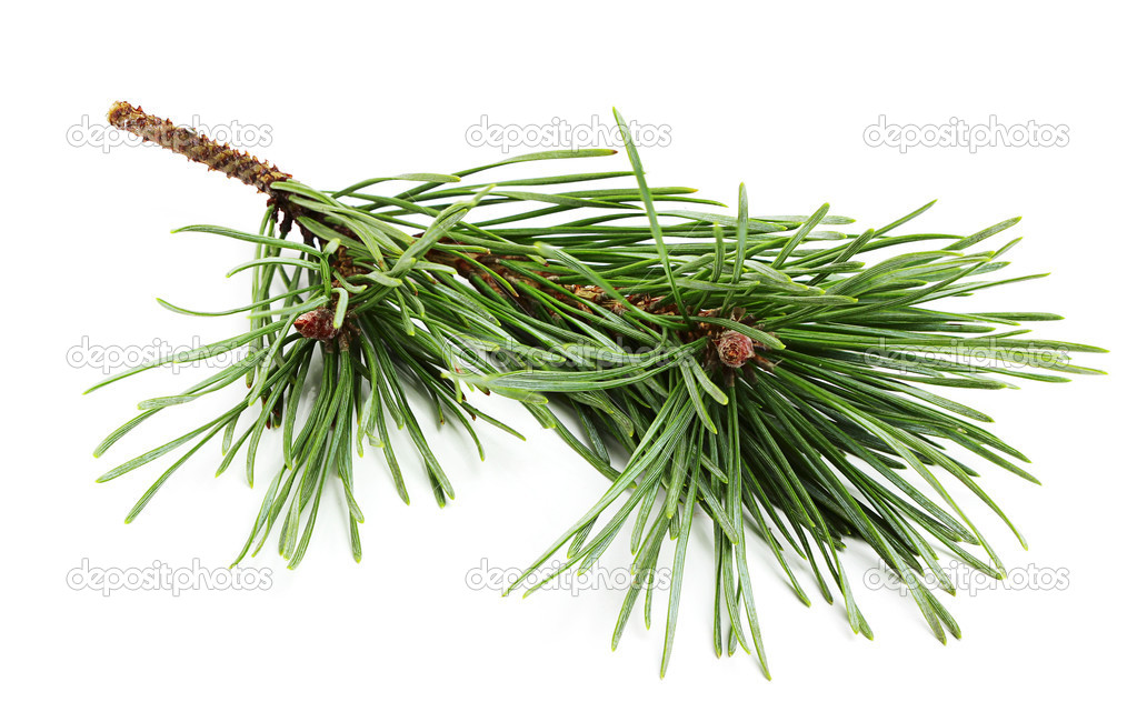 Beautiful fir-tree branch.