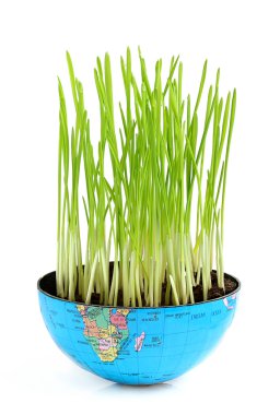 Sprouted wheat in half the globe. clipart