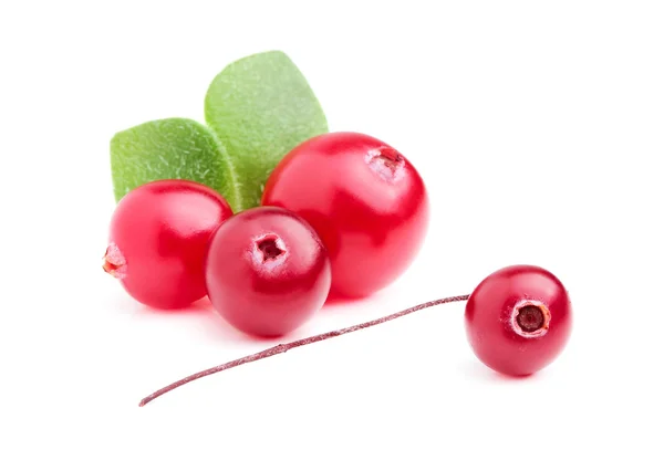 A handful of cranberries with leaves. — Stock Photo, Image
